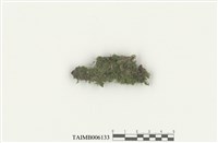 藏品(淡色同葉苔)的圖片